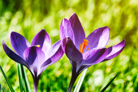 Purple crocus in spring gardenの写真素材