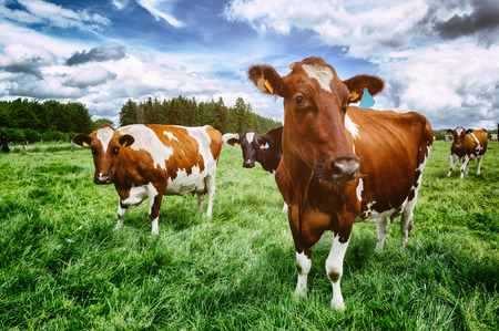 Herd of cows at summer green fieldの写真素材