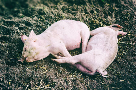 Two young pink pigs resting in dirtの写真素材