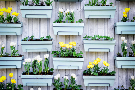 Wooden wall with spring tulips in flower potsの写真素材