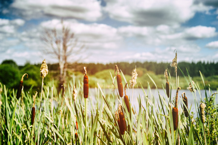 Cloudy landscape with bulrush