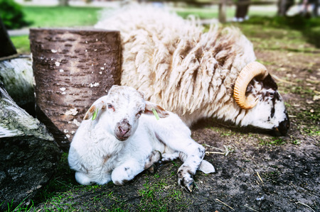 Baby lamb resting next to motherの写真素材