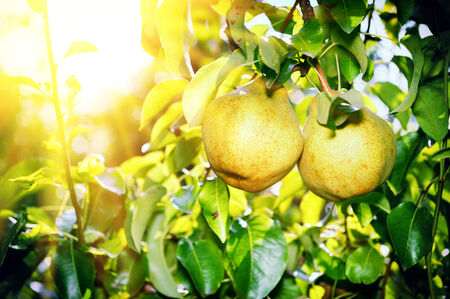 Fresh organic pears on tree branchの写真素材