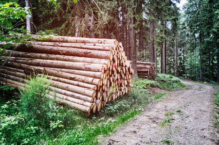Log stacks along the conifer  forest roadの写真素材