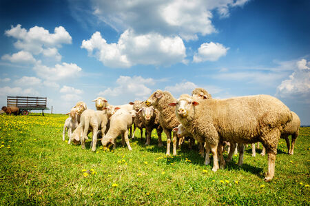Sheep herd at summer green fieldの写真素材