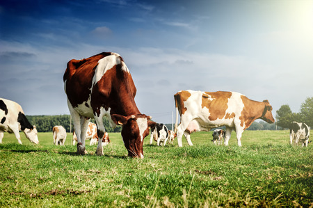 Herd of cows at summer green field. Agricultural conceptの写真素材