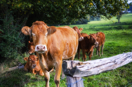 Young brown cows grazing at summer fieldの写真素材