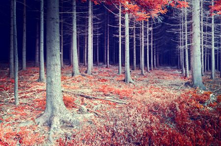 Beautiful autumn forest in red and orange toneの写真素材