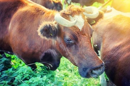 Brown cows at summer green field. Closeup shotの写真素材