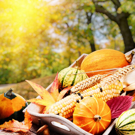 Autumn still-life with pumpkins and golden forest on backgroundの写真素材