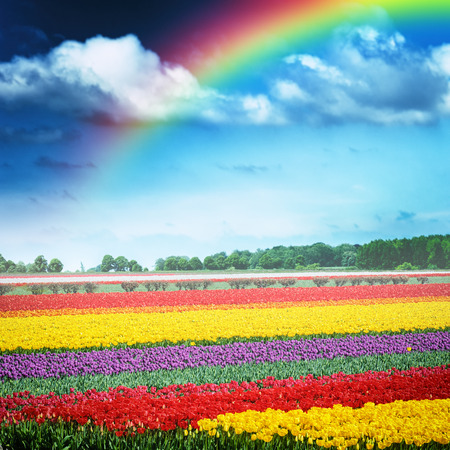 Beautiful rainbow over multicolor tulip field at spring time. Hollandの写真素材
