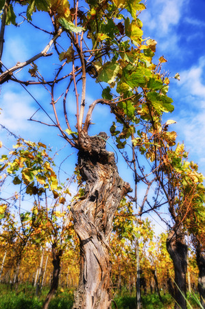 Landscape with autumn vineyard after harvest. Wine making conceptの写真素材