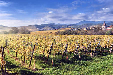 Landscape with autumn vineyards of wine route. France, Alsace Landscape with autumn vineyards of wine route. France, Alsace