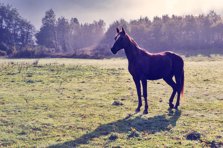 Young horse at green farm fieldの写真素材