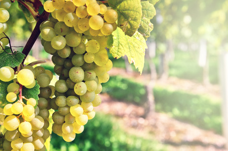 Bunch of fresh organic grape on vine branchの写真素材