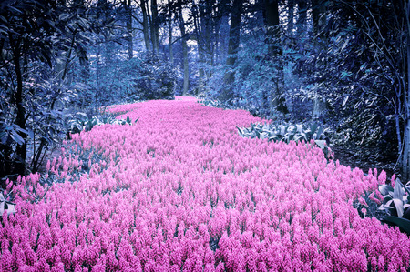 Beautiful purple muscari in Keukenhof Gardens, Netherlandsの写真素材