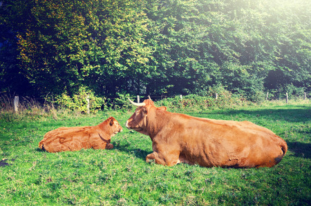 Herd of cows grazing at summer green fieldの写真素材