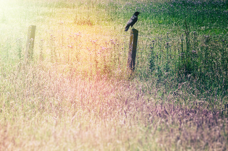 Grass field at sunset with raven sitting on an old wooden fenceの写真素材
