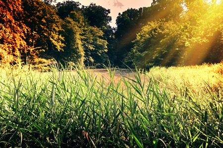 Autumn landscape with green grass surrounding forest lakeの写真素材
