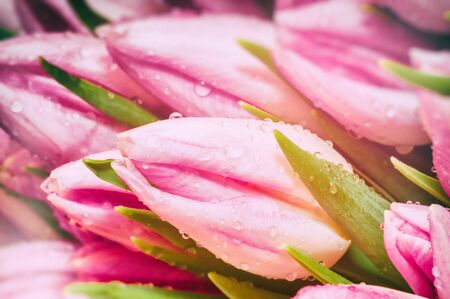 Pink tulips closeup. Romantic backgroundの写真素材