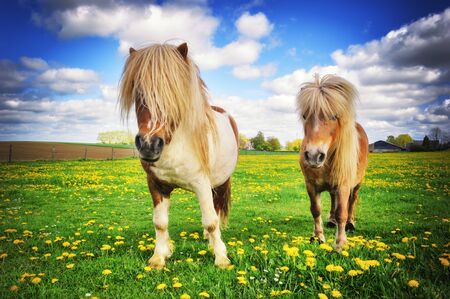 Summer country landscape with two shetland poniesの写真素材