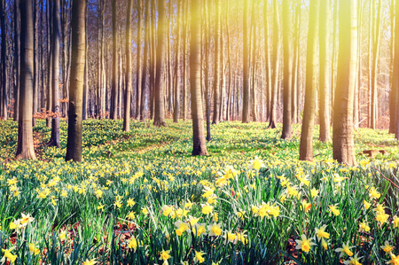 Spring forest covered by yellow daffodils. Scenery landscapeの写真素材