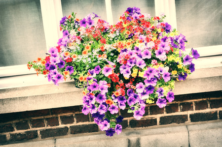 House window decorated with colorful petuniasの写真素材