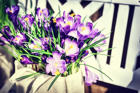 Pretty purple crocuses in spring gardenの写真素材