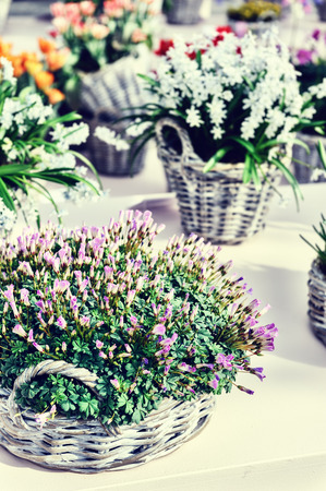 Closeup of colorful spring flowers in wicker basketsの写真素材