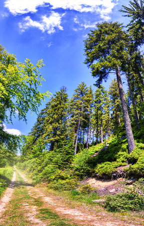 Beautiful summer landscape with forest roadの写真素材