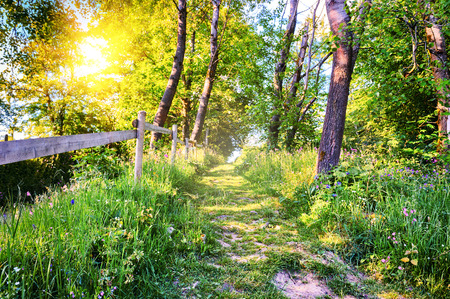Beautiful summer landscape with country roadの写真素材