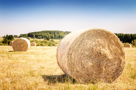 Golden hay bales at agricultural field on sunny dayの写真素材