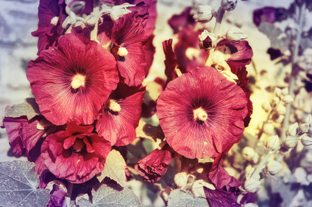 Closeup of beautiful malva flowers. Retro floral backgroundの写真素材