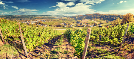 Panoramic landscape with autumn vineyards. Mosel, Germanyの写真素材