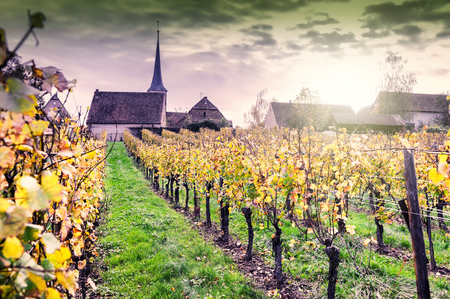 Sunset over autumn vineyards of wine route. France, Alsace Sunset over autumn vineyards of wine route. France, Alsace