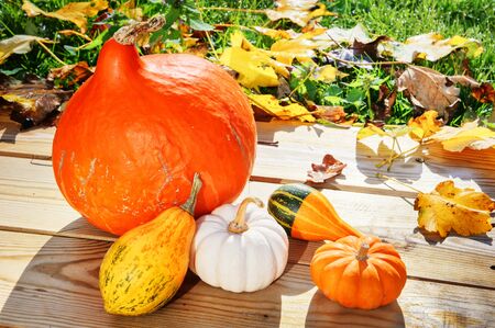 Autumn still-life with pumpkins in sunlit gardenの写真素材