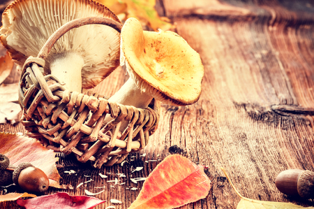 Autumn still life with forest mushrooms (russula). Seasonal cooking conceptの写真素材