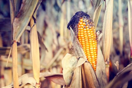 Closeup of corn on the stalk. Agricultural field at harvestの写真素材