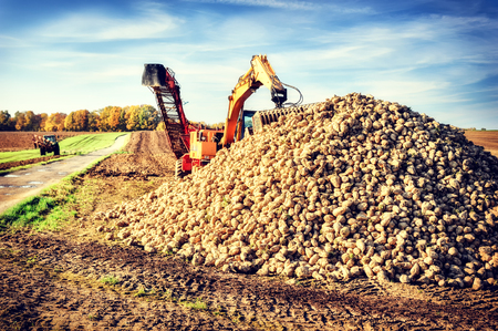 Agricultural vehicle harvesting sugar beets at sunny autumn dayの写真素材