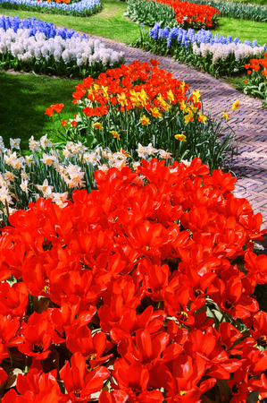 Spring park with multicolor flowers. Closeup shotの写真素材