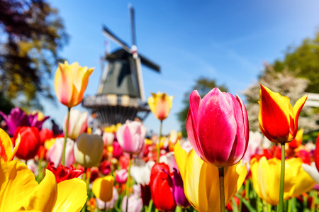 Spring landscape with multicolor tulips and dutch windmillの写真素材