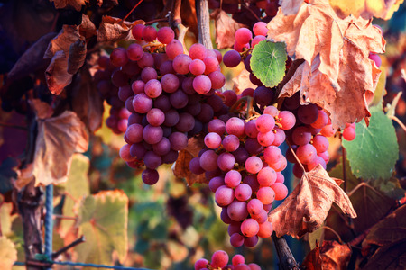 Autumn vineyards and organic grape on vine branches. Wine making conceptの写真素材