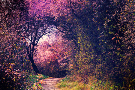 Summer landscape with footpath in magic garden. Nature landscape backgroundの写真素材