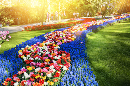Spring landscape with multicolor flowers in park. Nature backgroundの写真素材