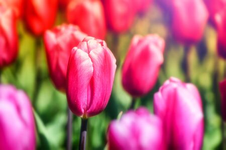 Spring closeup of beautiful pink tulips. Nature backgroundの写真素材