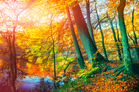 Autumn landscape with forest lake on sunny fall day. Fall nature backgroundの写真素材