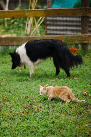 Dog and cat playing catch, running