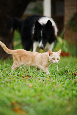 Young orange striped cat playing in the garden