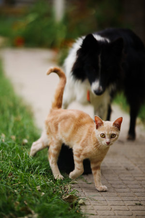 Dog and cat playing catch, running