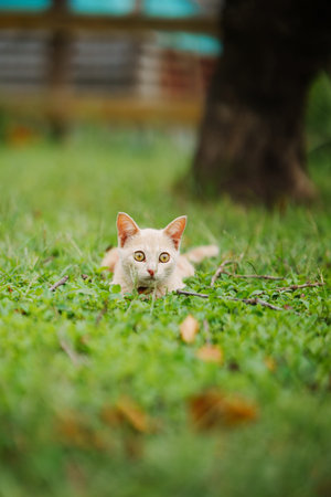 Young orange striped cat playing in the garden
